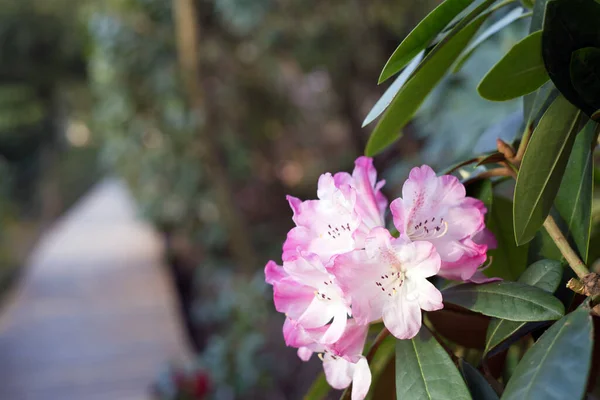 Closeup Pink Rhododendron Garden Sunlight Blurry Background — Stock Photo, Image