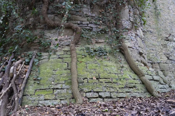 Gros Plan Lierre Rampant Sur Vieux Mur Pierre Recouvert Mousse — Photo