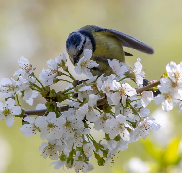 Blue Tit Perched Flowering Tree Branch —  Fotos de Stock