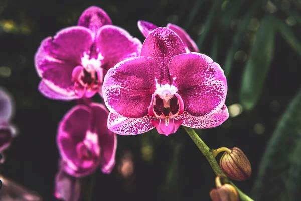 Den Rosa Orkidén Falaenopsis Amabilis Med Vita Prickar — Stockfoto