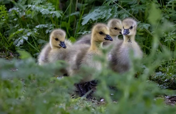 Una Bandada Patitos Lindos Parque Sobre Fondo Borroso — Foto de Stock