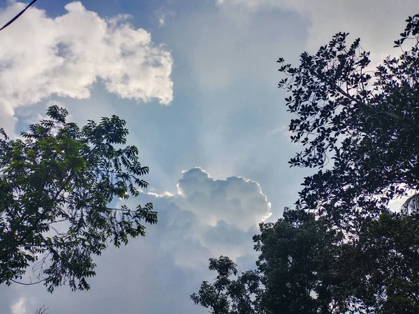 Låg Vinkel Skott Träd Molnig Himmel — Stockfoto