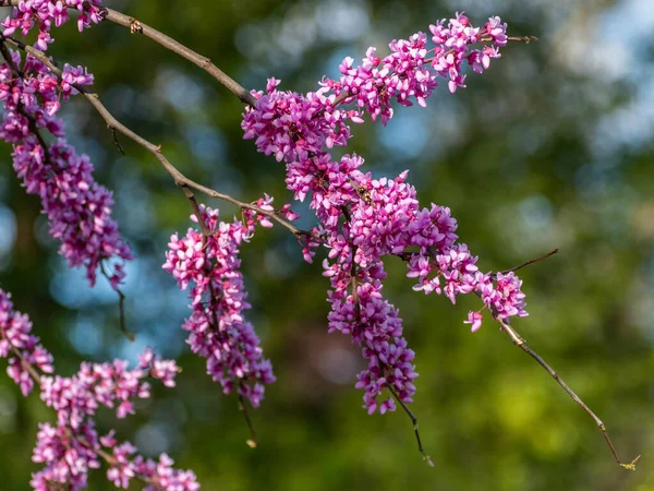 Eine Selektive Fokusaufnahme Lila Cercis Blüten — Stockfoto