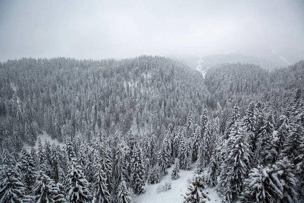 Tiro Aéreo Uma Floresta Montanhas Com Árvores Chão Coberto Neve — Fotografia de Stock