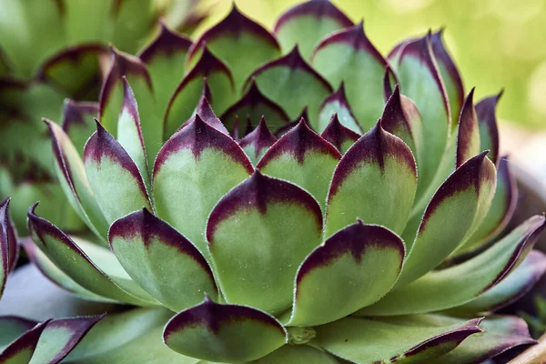 식물학 정원에 아름다운 영양의 — 스톡 사진