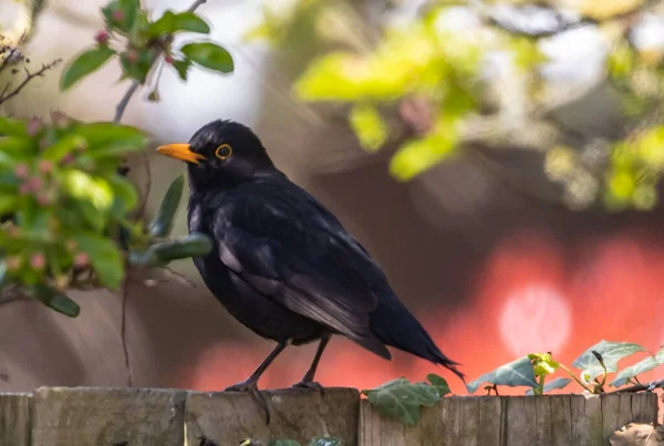 Een Oude Vliegenvanger Een Houten Hek — Stockfoto