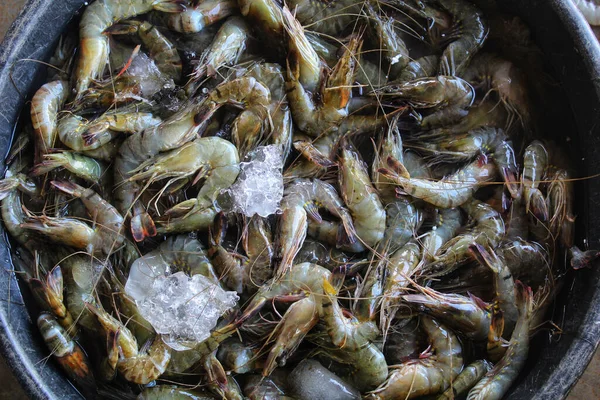 Une Vue Dessus Des Crevettes Fraîchement Capturées Dans Seau Avec — Photo