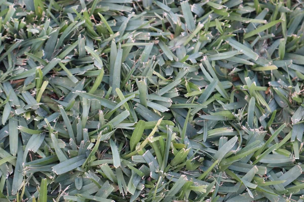 Eine Nahaufnahme Von Gras Hintergrund Tag — Stockfoto