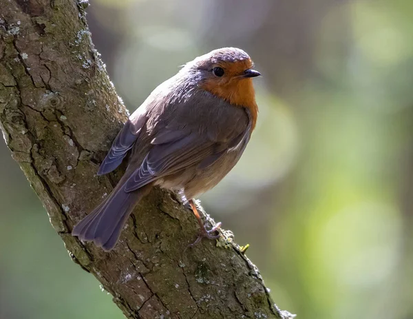 Ein Rotkehlchen Thront Auf Einem Ast — Stockfoto