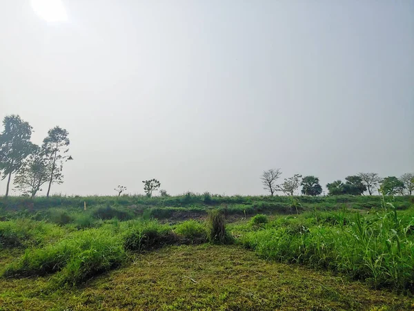 Het Groene Gras Een Agrarisch Veld Onder Zonnige Lucht — Stockfoto