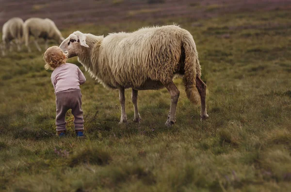 Drømmende Skud Yndig Lille Pige Petting Får Gård - Stock-foto