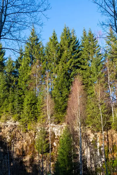 Vertical Shot Tall Green Trees Clear Sky Sunny Day — Stock Photo, Image