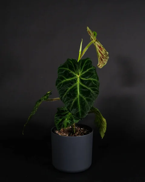Primer Plano Una Hermosa Planta Interior Philodendron Melanochrysum Una Olla —  Fotos de Stock