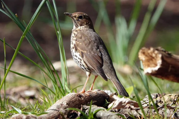 Primer Plano Lindo Pájaro Zorzal Desde Atrás Parado Una Rama — Foto de Stock