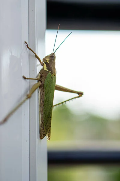 Vertical Shot Grasshopper Sitting White Surface — Stock Photo, Image