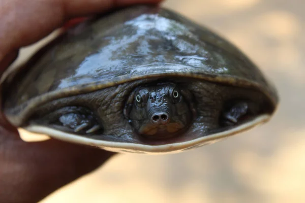 Hånden Holder Vred Udseende Skildpadde - Stock-foto