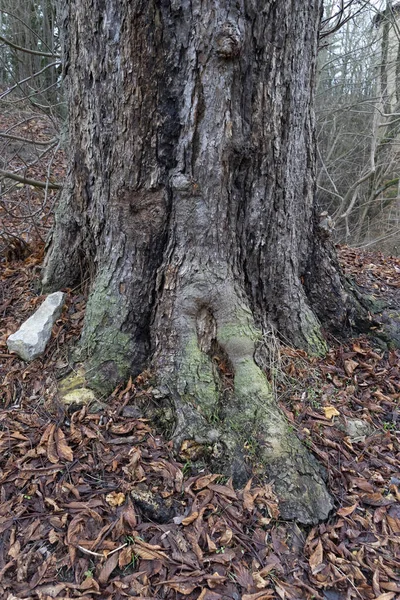 Kořeny Hustého Stromu Podzimním Lese Suchým Listím Pokrývajícím Zem — Stock fotografie