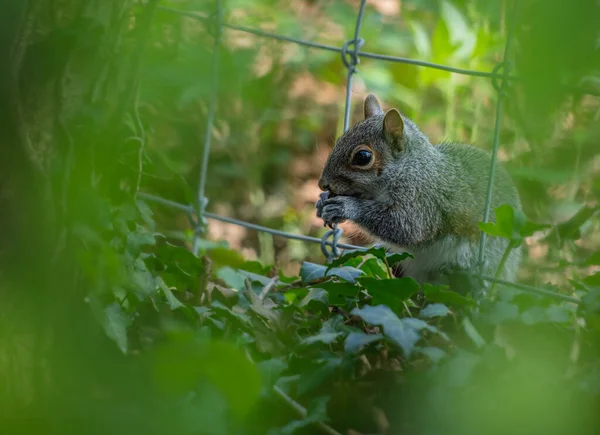 Mise Point Sélective Écureuil Dans Une Cage Mangeant Des Noix — Photo