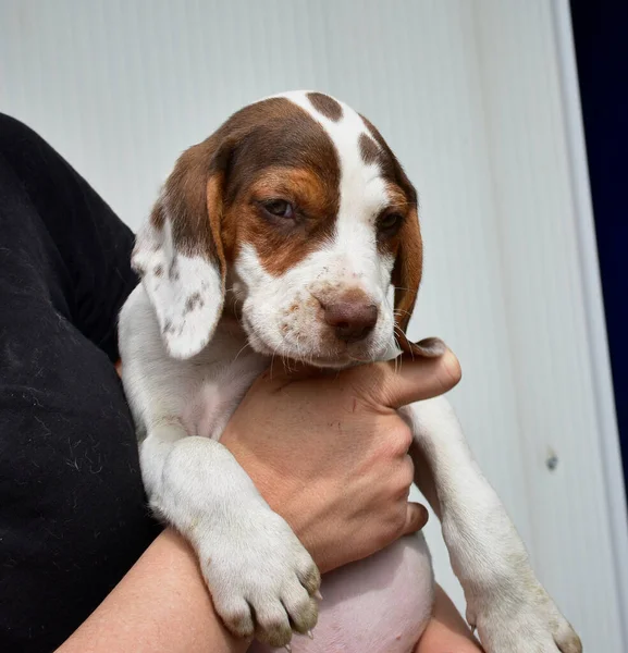 Close Uma Pessoa Segurando Filhote Cachorro Beagle Bonito — Fotografia de Stock