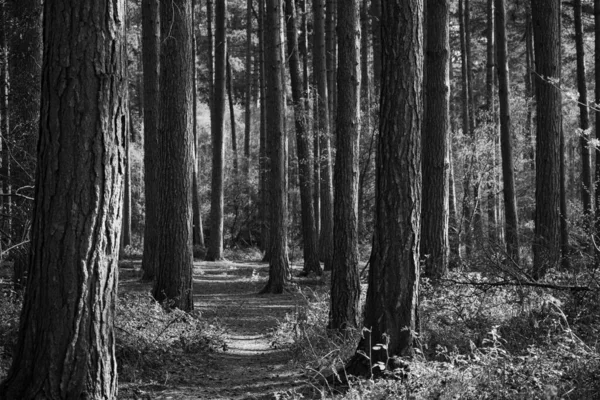 Uma Imagem Tons Cinza Uma Floresta Ensolarada — Fotografia de Stock