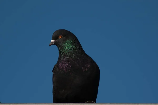Closeup Shot Perched Black Stock Dove Blue Background — Stock Photo, Image