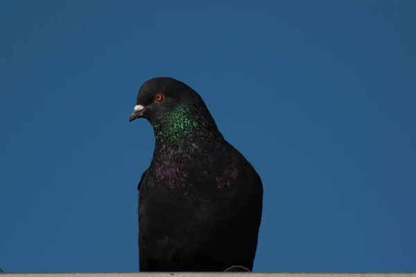 Tiro Close Uma Pomba Estoque Preto Empoleirado Fundo Azul — Fotografia de Stock