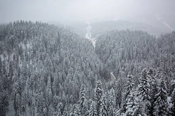 山中森林的灰度照片 树木覆盖 地面被雪覆盖 — 图库照片