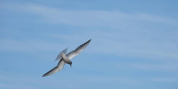 Tern Comum Voo Céu Azul Pálido — Fotografia de Stock