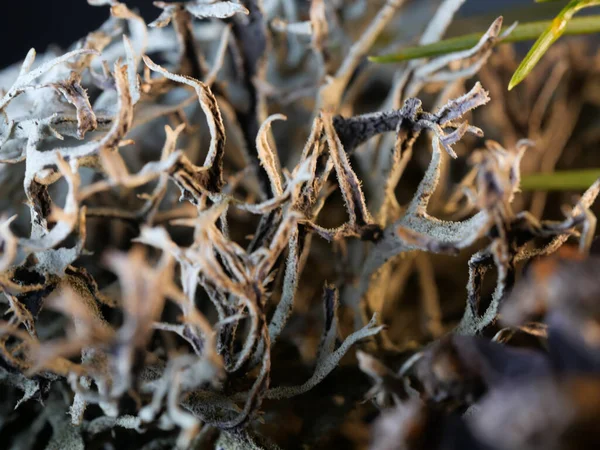 Uma Foto Macro Uma Planta Clorofila Cetraria Para Fundos Texturas — Fotografia de Stock