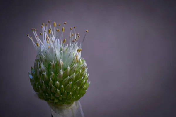 Primer Plano Floreciente Flor Esférica Blanca Cabeza Una Planta Floreciente —  Fotos de Stock