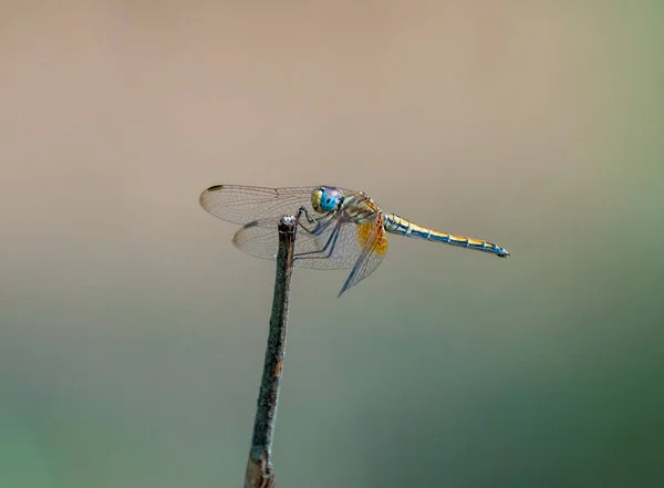 Gros Plan Une Libellule Assise Sur Une Branche — Photo