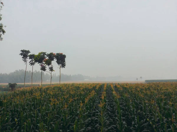 Cenário Estranho Campo Agrícola Dia Sombrio — Fotografia de Stock