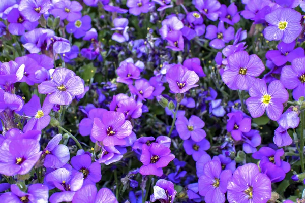 Närbild Bild Bild Blommande Aubrieta Blommor Våren — Stockfoto