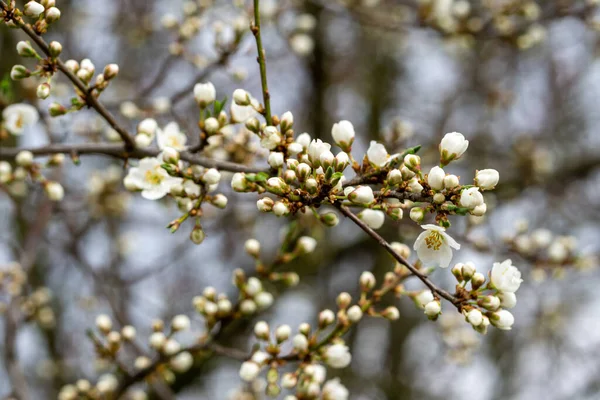 Enfoque Selectivo Las Ramas Los Árboles Floración Blanca —  Fotos de Stock