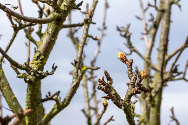 Närbild Skott Rsta Blommande Knoppar Grenar — Stockfoto