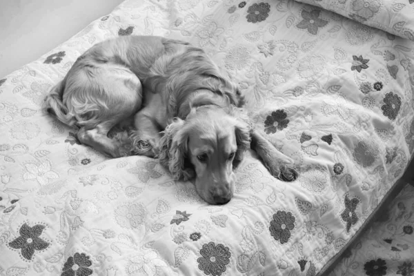 Close Cão Estimação Triste Deitado Uma Cama Com Folha Floral — Fotografia de Stock