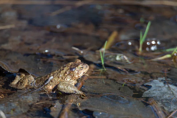 Звичайна Жаба Bufo Bufo Виходить Ставка — стокове фото