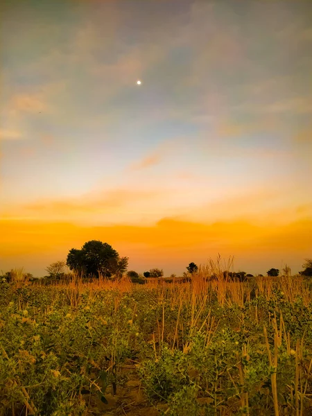 Plano Vertical Campo Bajo Hermoso Cielo Naranja Atardecer — Foto de Stock