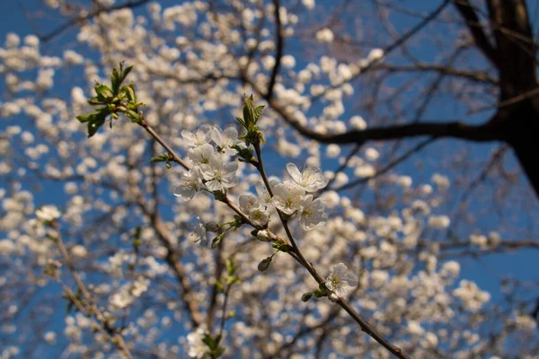 Beyaz Çiçekli Ağaç Dallarının Seçici Odak Noktası — Stok fotoğraf