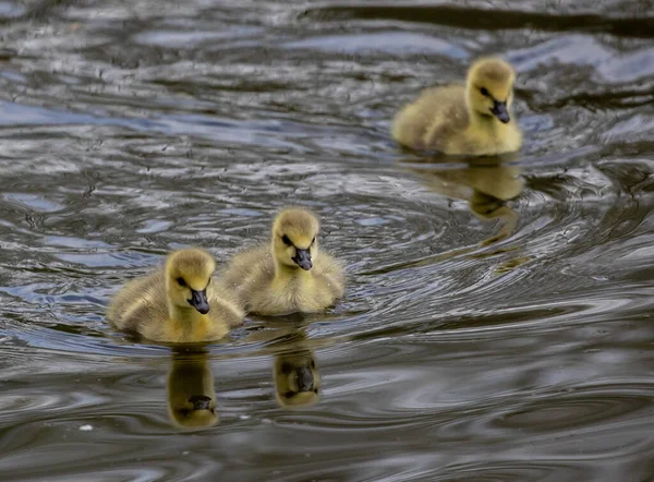 一群可爱的小鸭在湖中游泳 — 图库照片