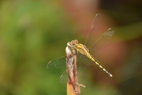 Selective Focus Shot Vagrant Darter Dragonfly — Stock Photo, Image