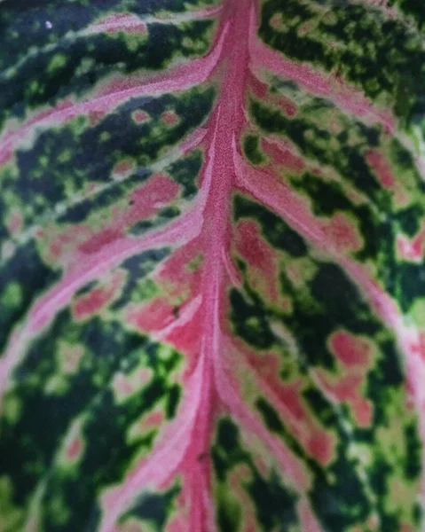 Вертикальный Снимок Цветущего Листья Растения — стоковое фото