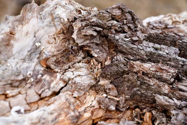 Closeup Shot Tree Trunk Texture — Stock Photo, Image