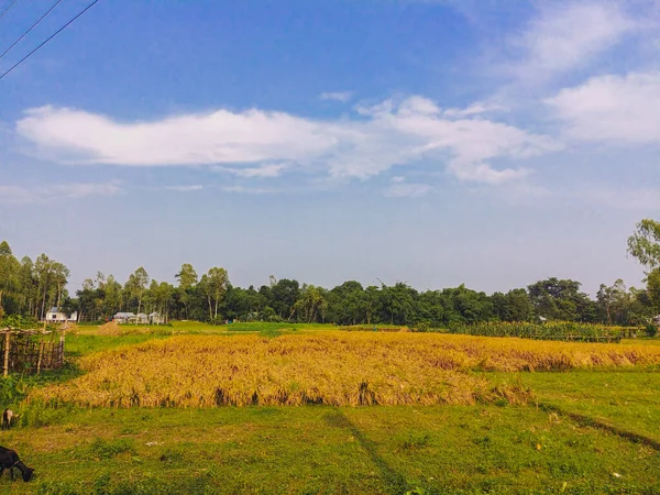 青空の下 背景に乾いた草や木が茂る畑 — ストック写真