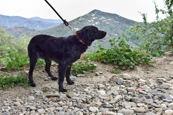 Dışarıda Tasmalı Sevimli Siyah Bir Köpek — Stok fotoğraf