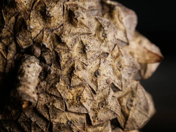 Macro Shot Cedar Cone Backgrounds Textures — Stock Photo, Image