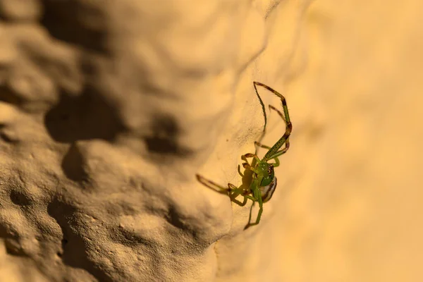 Ein Weicher Fokus Einer Grünen Spinne Die Auf Einem Weißen — Stockfoto