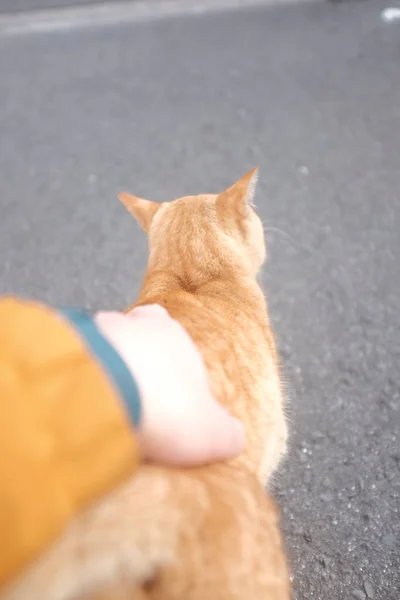 男が通りで生姜猫を撫でる — ストック写真