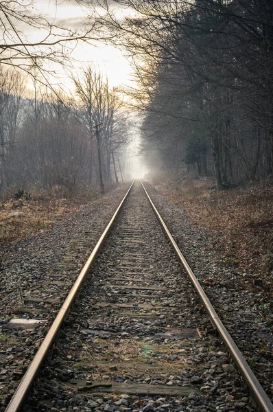 Tiro Vertical Trilhos Trem Uma Floresta Sombria — Fotografia de Stock