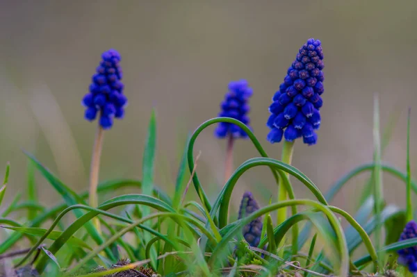 Närbild Skott Trädgård Druva Hyacint Blommor — Stockfoto